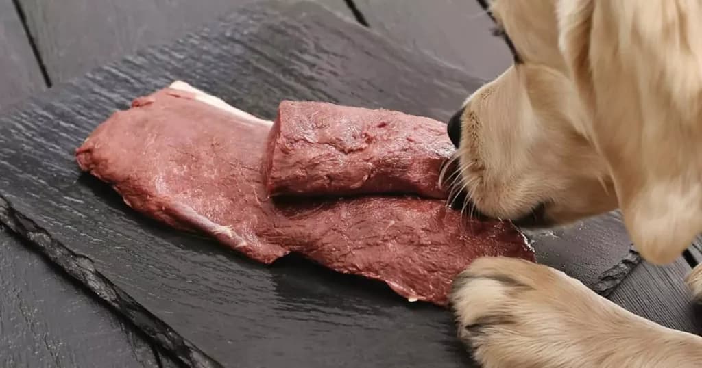Kan hunde spise råt kød?