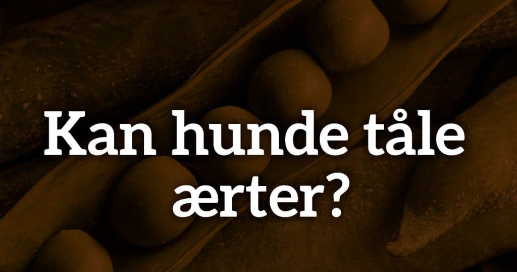 Kan hunde tåle ærter?