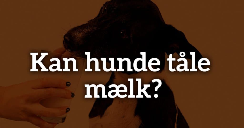 Kan hunde tåle mælk?