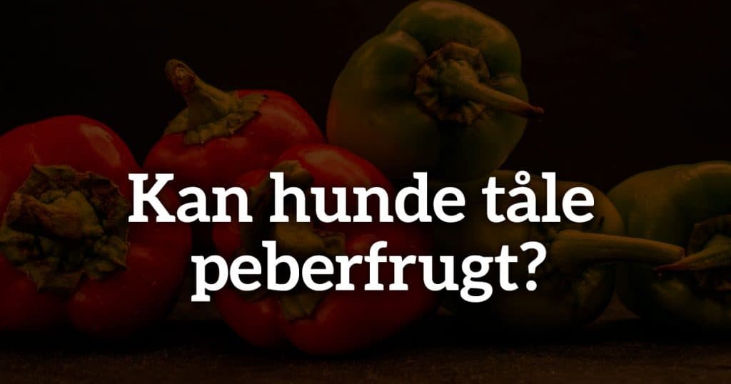 Kan hunde tåle peberfrugt?