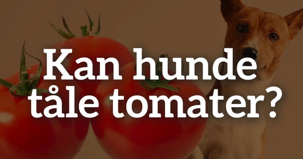 Må hunde få tomater?