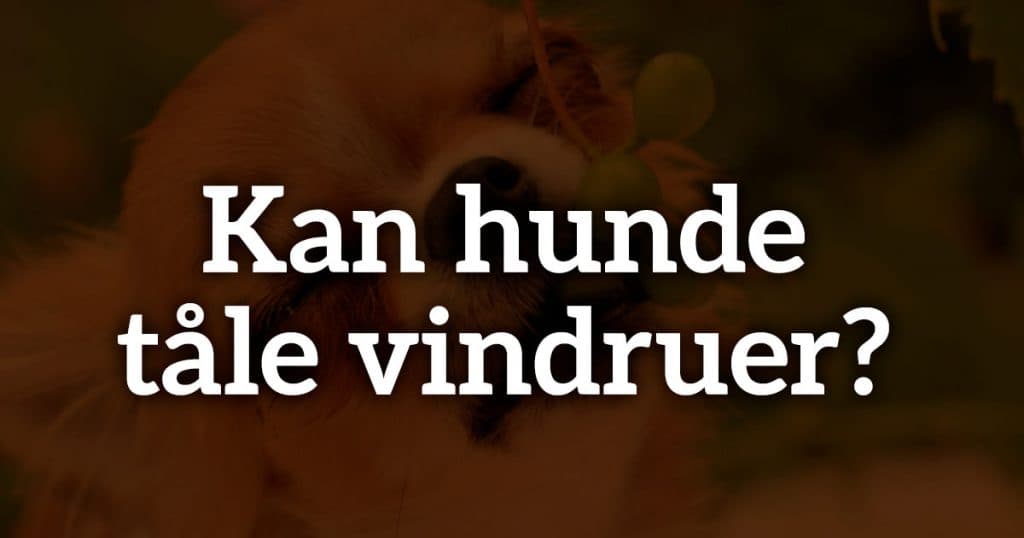 Kan hunde tåle vindruer? Alt hvad du skal vide!