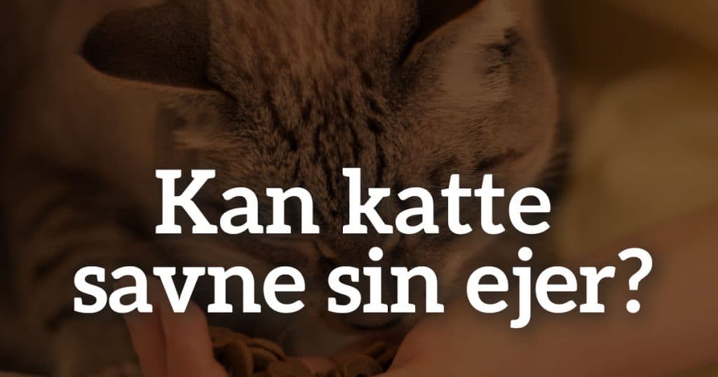 Kan katte savne sin ejer?