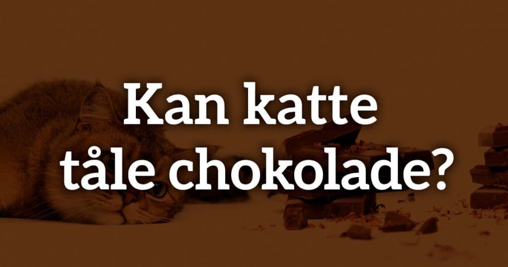 Kan katte tåle chokolade?