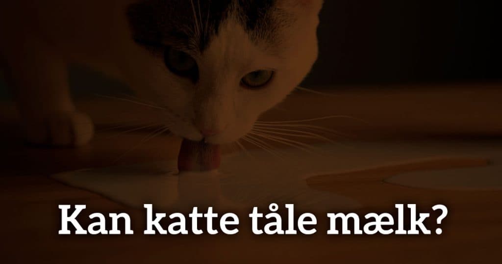 Kan katte tåle mælk?