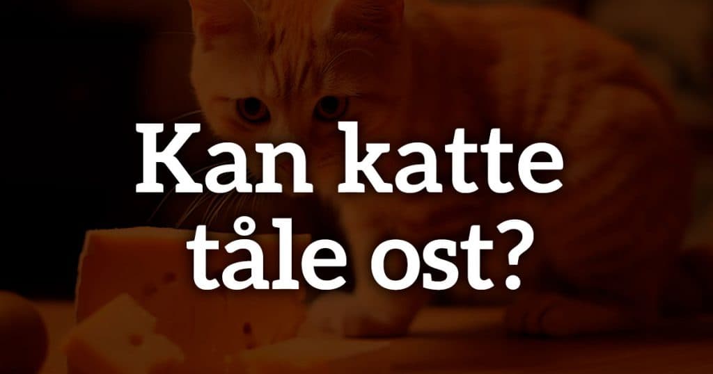 Kan katte tåle ost?