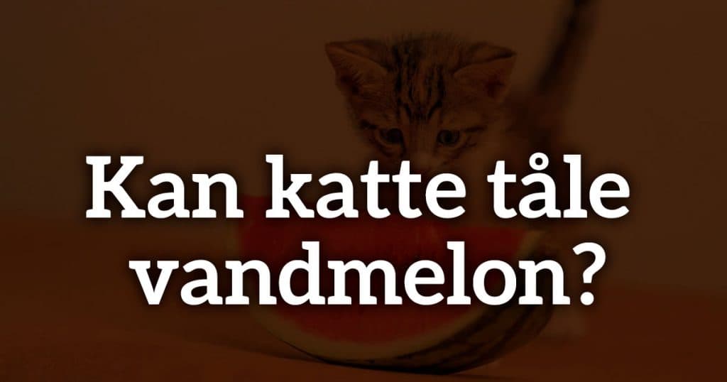 Kan katte tåle vandmelon?