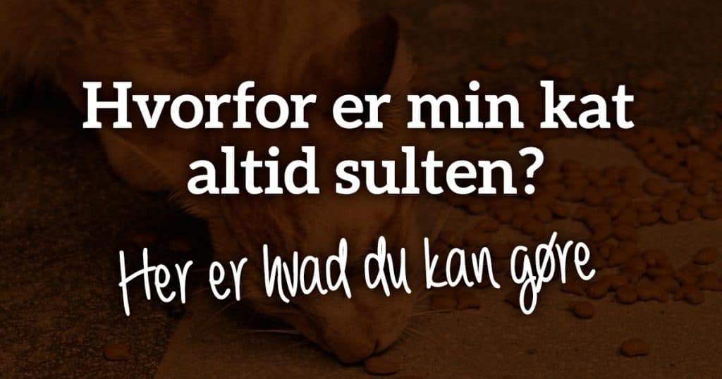 Hvorfor er min kat altid sulten?