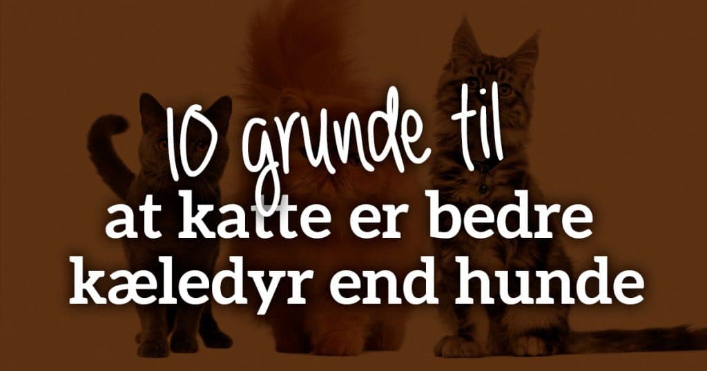 10 grunde til, at katte er bedre kæledyr end hunde