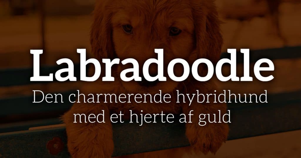 Labradoodle: Den charmerende hybridhund med et hjerte af guld