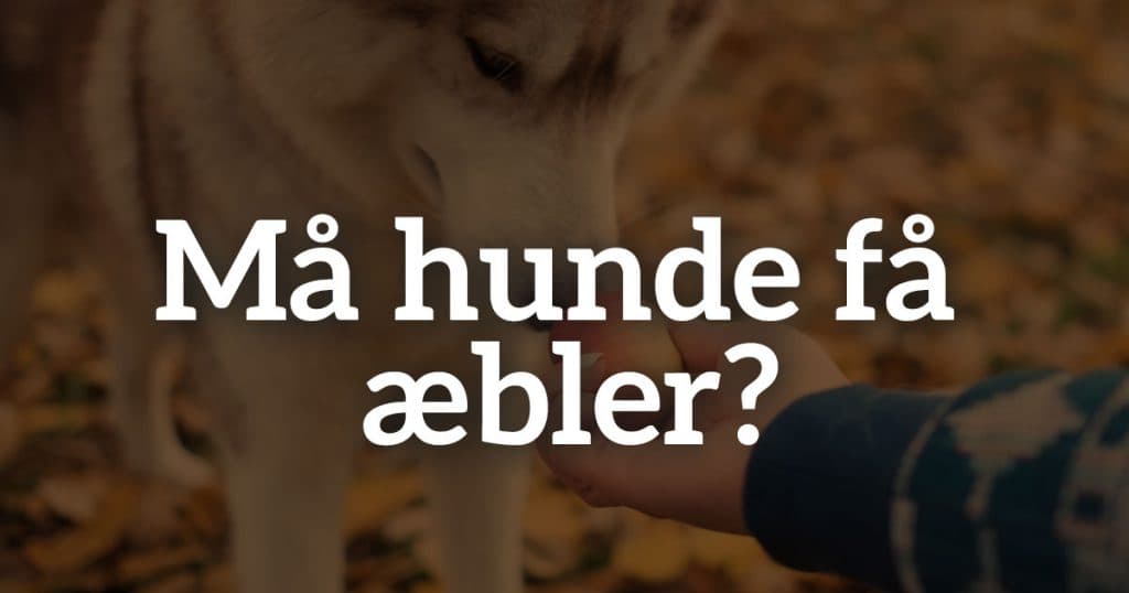 Må hunde få æbler? Alt du skal vide om æbler og hunde