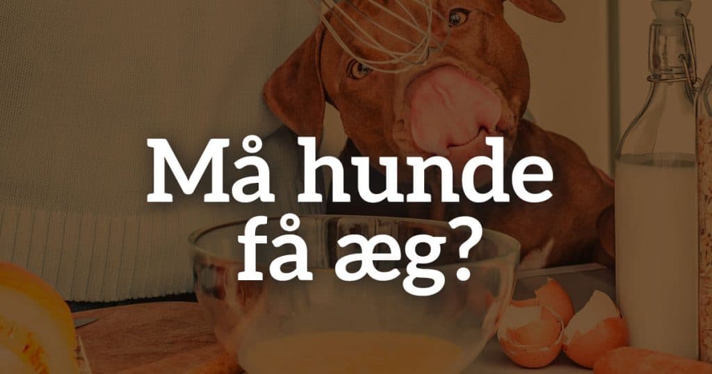 Må hunde få æg?