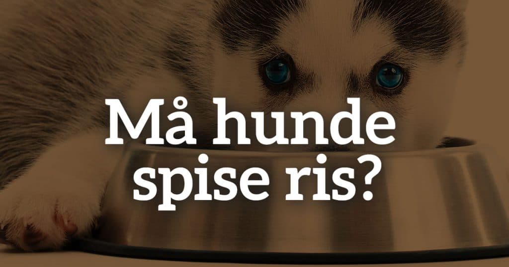Må hunde spise ris?