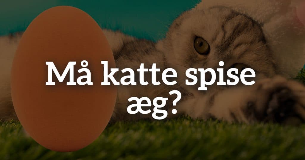 Må katte spise æg?