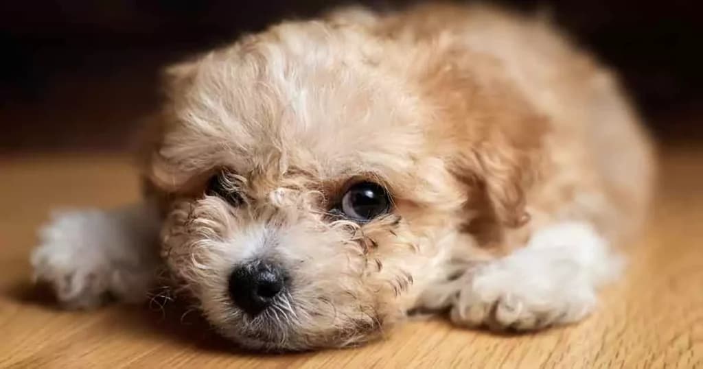 Maltipoo – Alt om den charmerende og allergivenlige lille hund