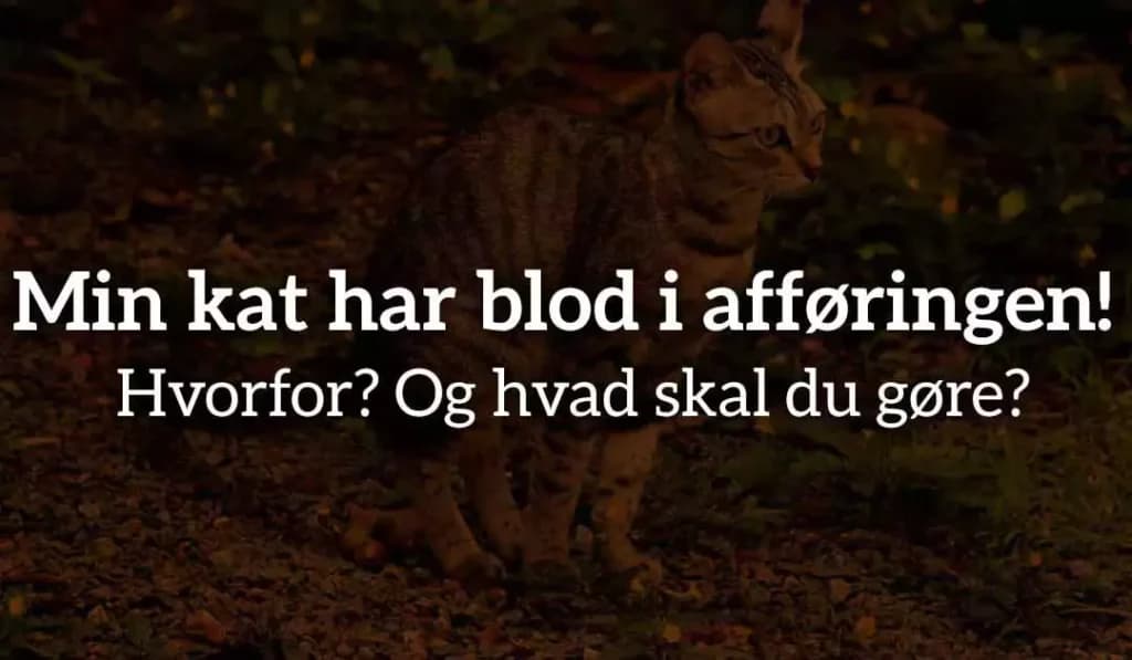 Min kat har blod i afføringen