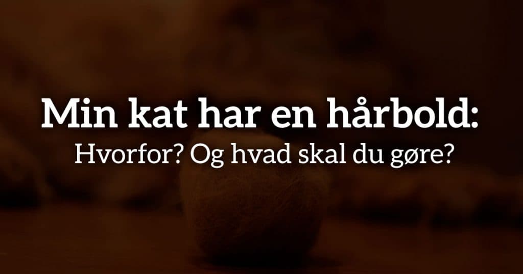 Min kat har en hårbold: Hvorfor og hvad skal du gøre