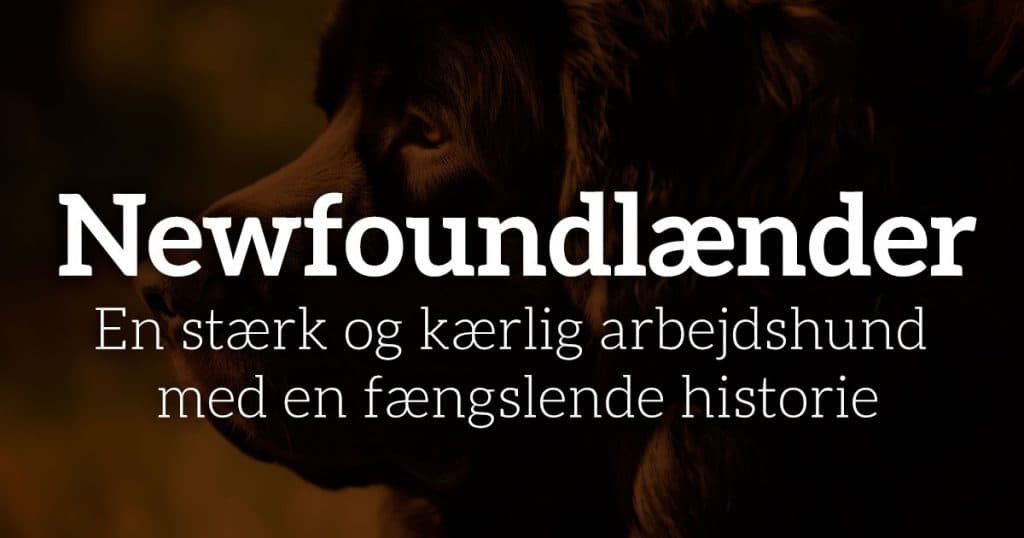 Newfoundlænder: En stærk og kærlig arbejdshund