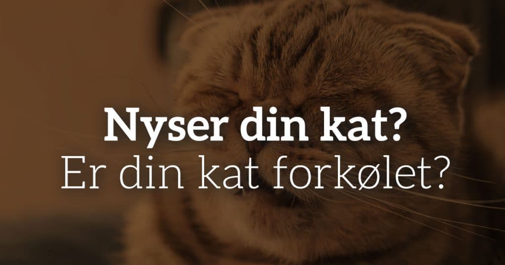Min kat nyser: Er din kat forkølet?