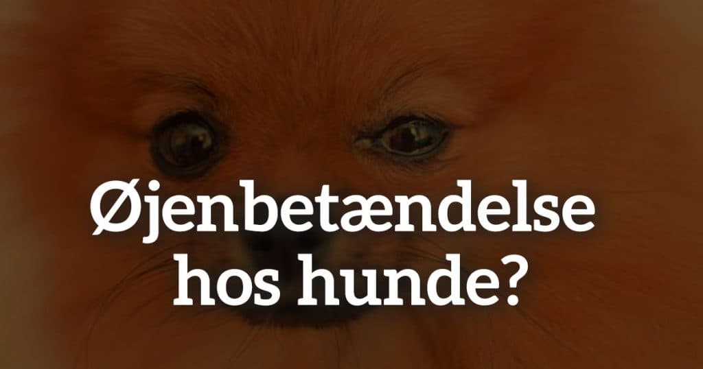 Øjenbetændelse hos hunde