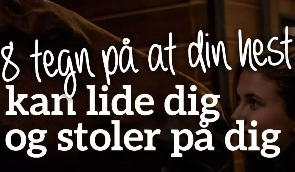 8 tegn på at din hest kan lide dig