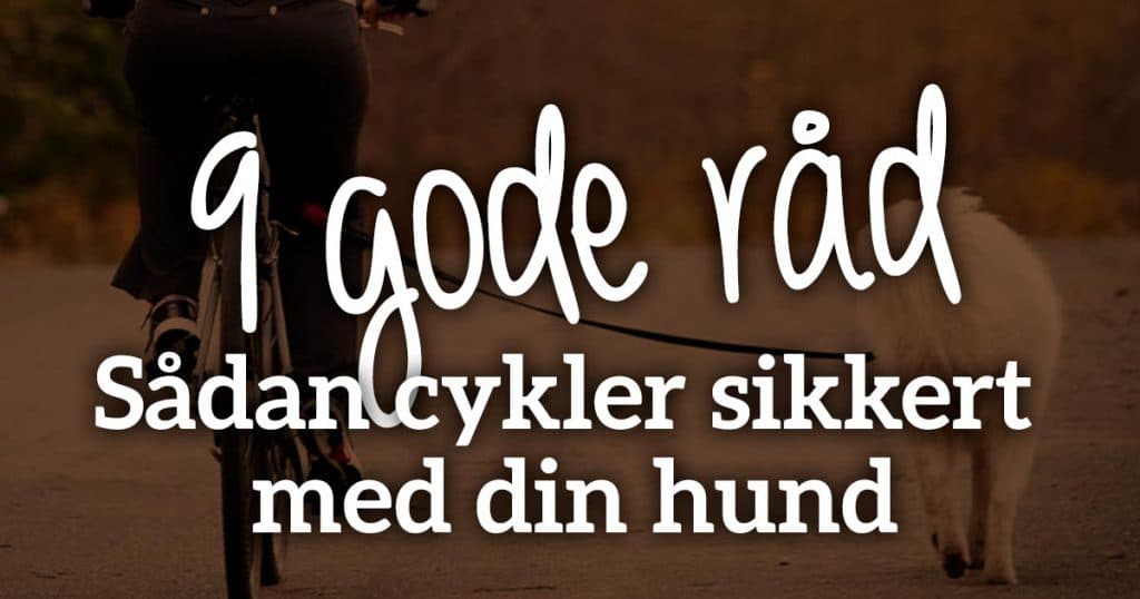 Sådan cykler du sikkert med din hund – 9 gode råd
