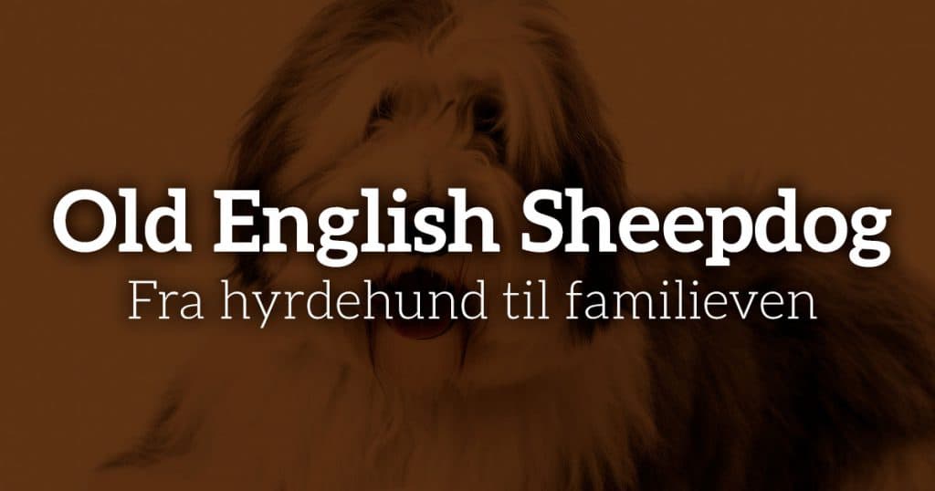 Old English Sheepdog: Fra hyrdehund til familieven