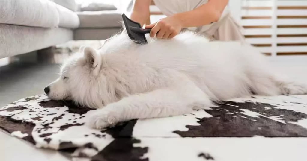 Pelspleje hos hund – guide til både kort- og langhårede hunde