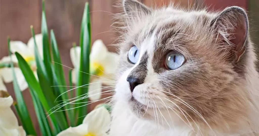 Ragdoll: Den bløde kæmpe med de blå øjne