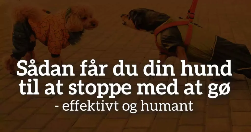 Sådan får du din hund til at stoppe med at gø – effektivt og humant