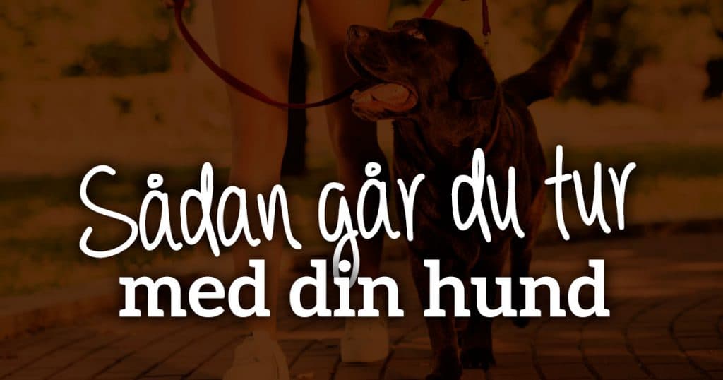Sådan går du tur med din hund