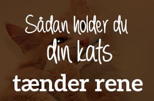 Sådan holder du din kats tænder rene (guide til sund tandpleje)