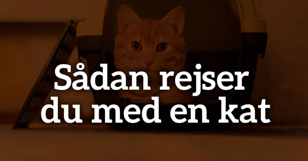 Sådan rejser du med en kat