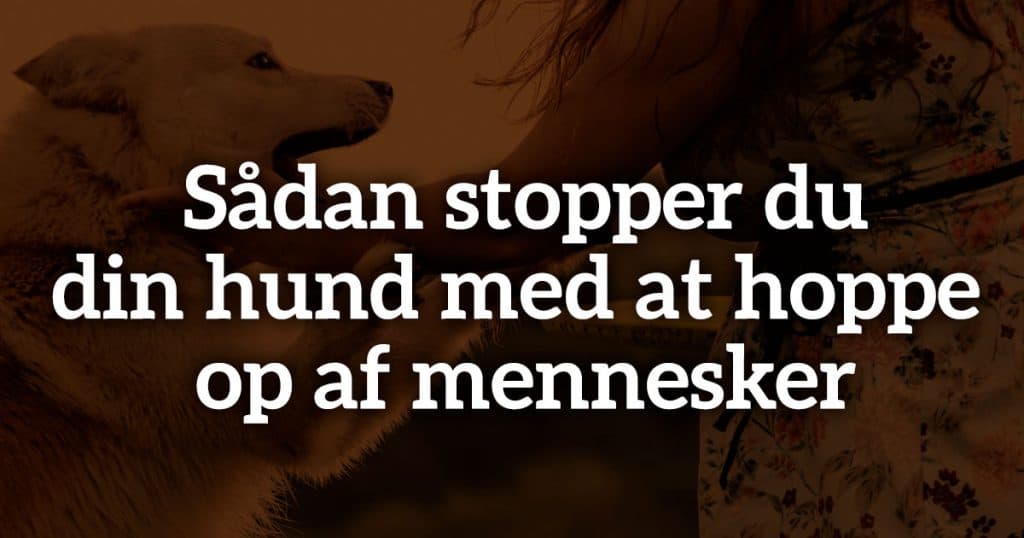Sådan stopper du din hund med at hoppe op af mennesker
