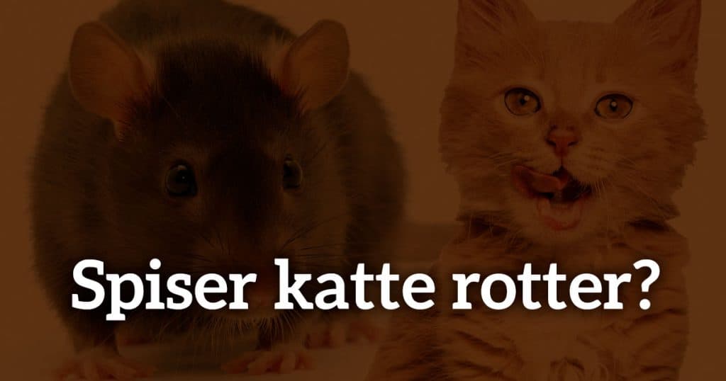 Spiser katte rotter?