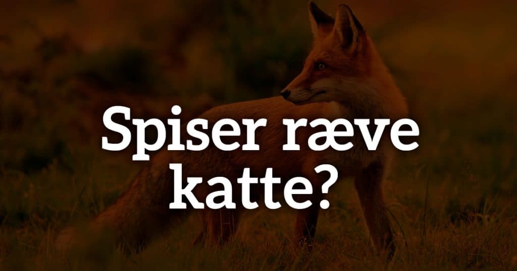 Spiser ræve katte?