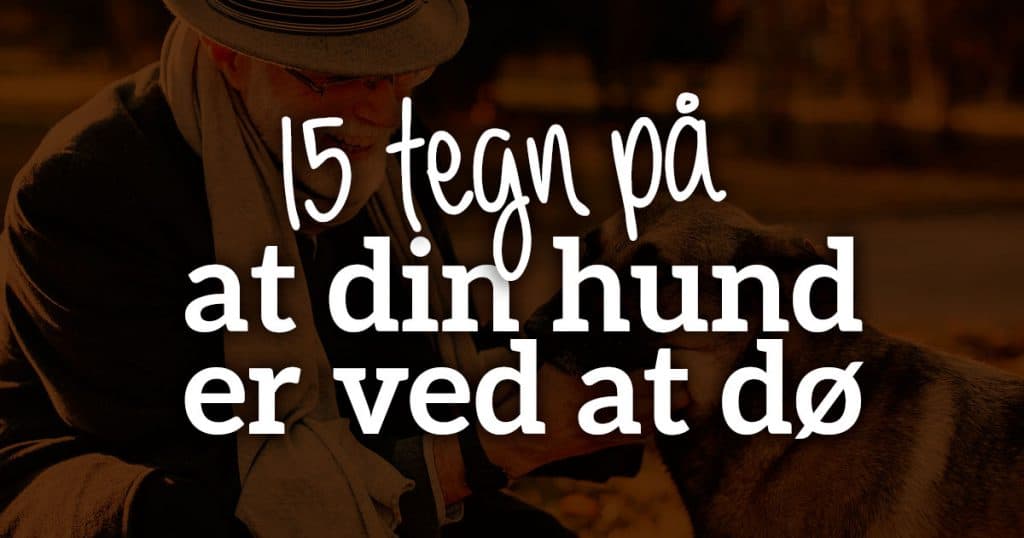 15 tegn på, at din hund er ved at dø: Sådan ved du det