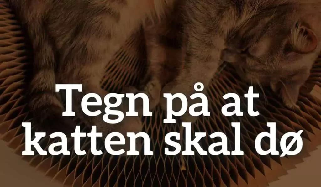 Tegn på at katten skal dø – 15 symptomer du bør kende