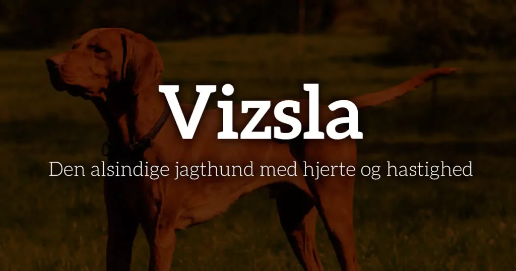 Vizsla: Den alsindige jagthund med hjerte og hastighed