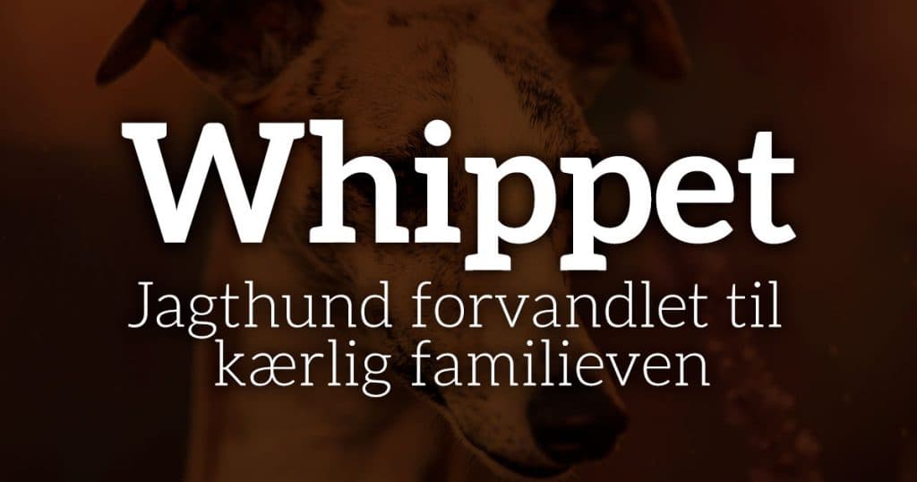 Whippet: Jagthund forvandlet til kærlig familieven